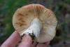 russula_14_t1_2.jpg