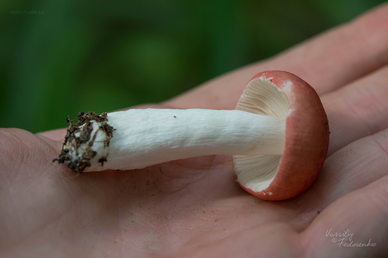 russula_15.jpg