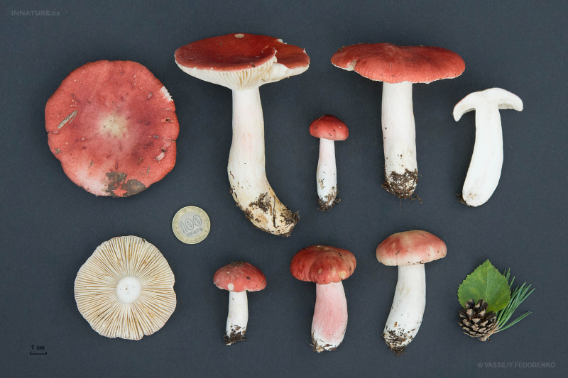 russula_15_1.jpg