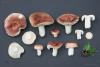 russula_15_t1_2.jpg