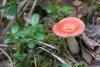 russula_16_t1.jpg