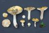 russula_17_t1.jpg