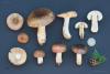 russula_18_t1.jpg