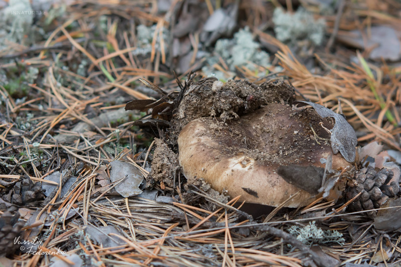 russula_adusta_01.jpg