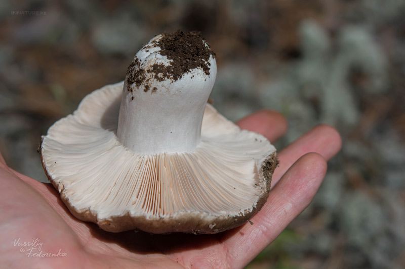 russula_adusta_02.jpg