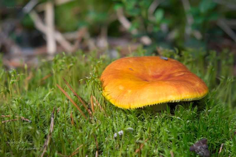 russula_aurea_01.jpg