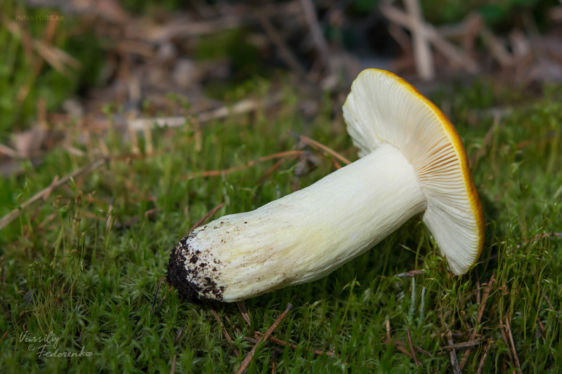 russula_aurea_02.jpg