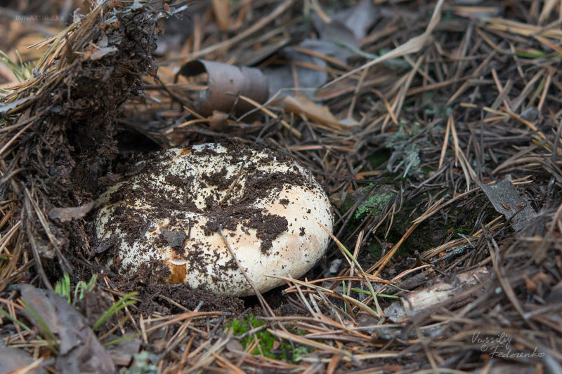 russula_chloroides_01.jpg