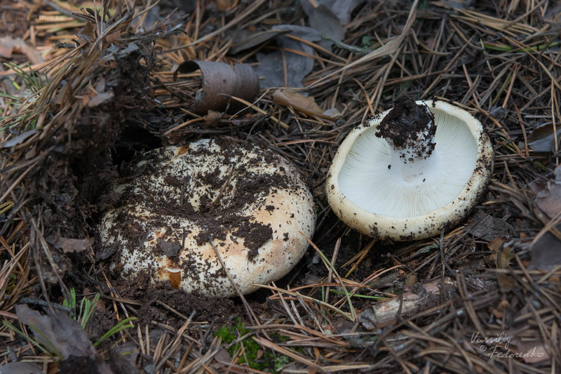 russula_chloroides_03.jpg