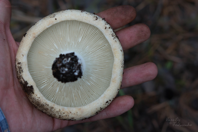 russula_chloroides_04.jpg