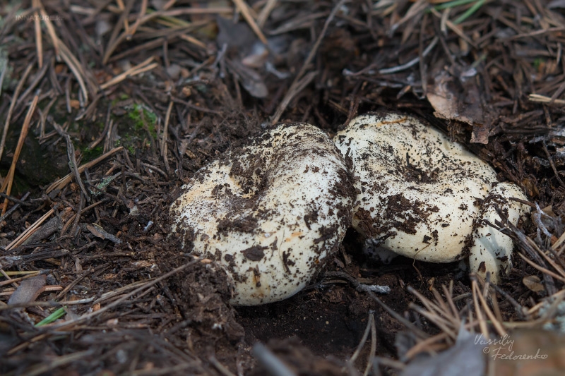 russula_chloroides_05.jpg