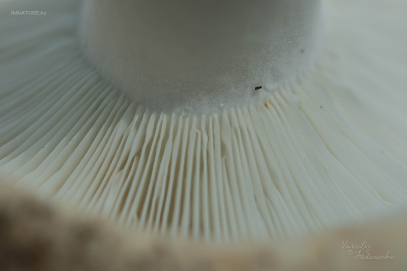 russula_chloroides_06.jpg