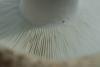 russula_chloroides_06_t1.jpg