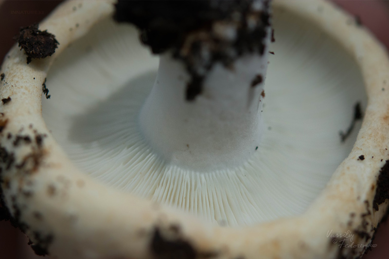 russula_chloroides_07.jpg