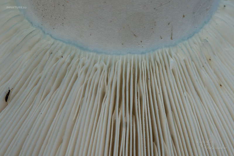 russula_chloroides_08.jpg