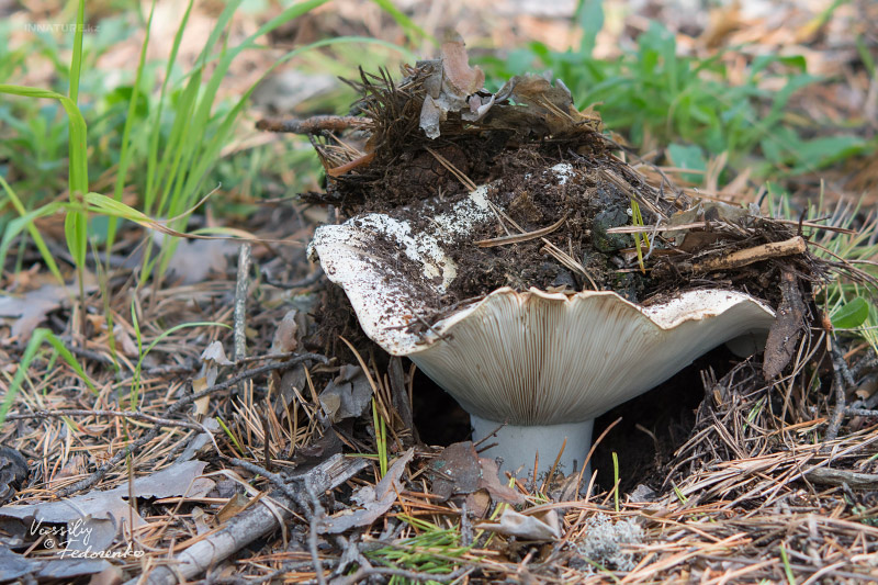 russula_chloroides_09.jpg