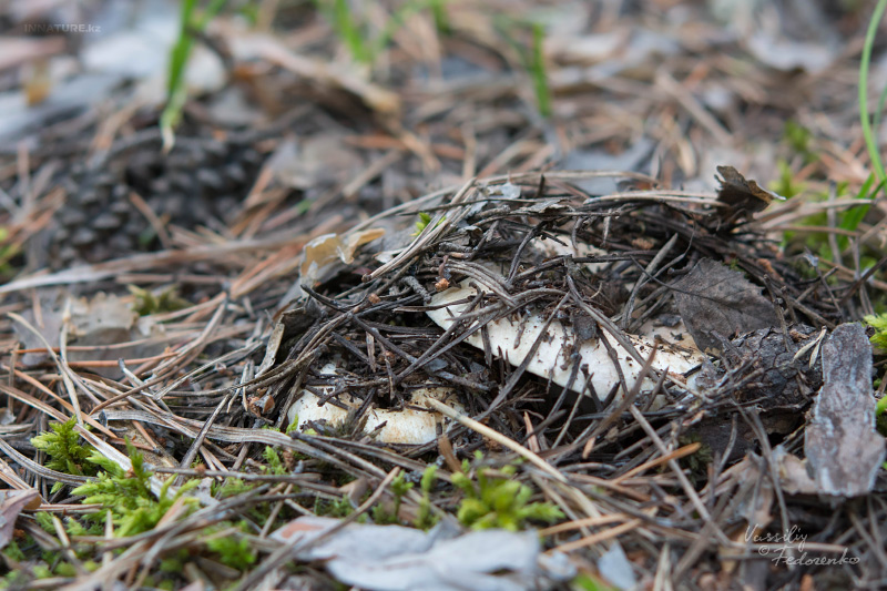 russula_delica_01.jpg