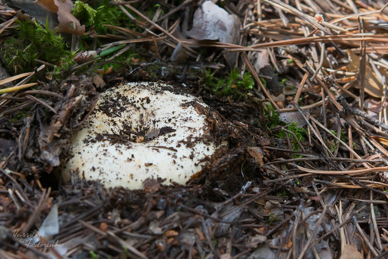russula_delica_01_1.jpg