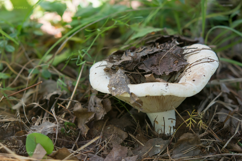 russula_delica_01_2.jpg