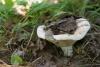 russula_delica_01_t1_2.jpg