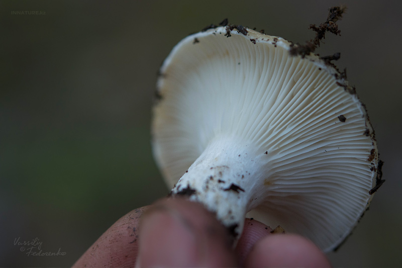 russula_delica_02.jpg