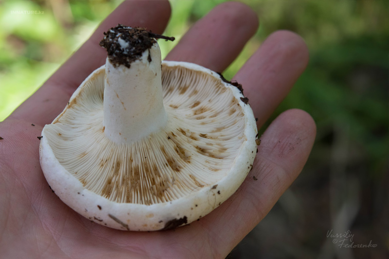 russula_delica_02_1.jpg