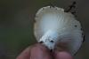 russula_delica_02_t1.jpg