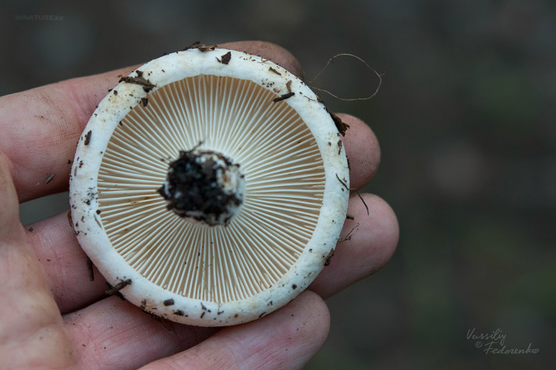 russula_delica_03.jpg