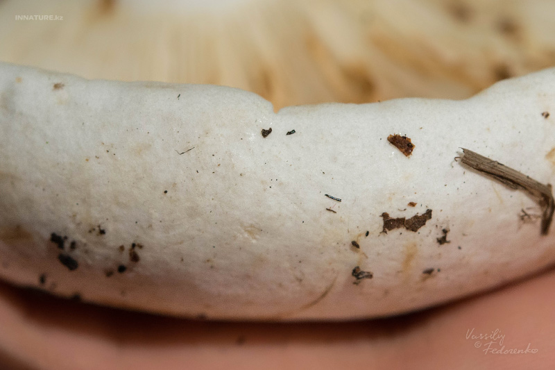 russula_delica_03_1.jpg