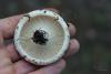 russula_delica_03_t1.jpg