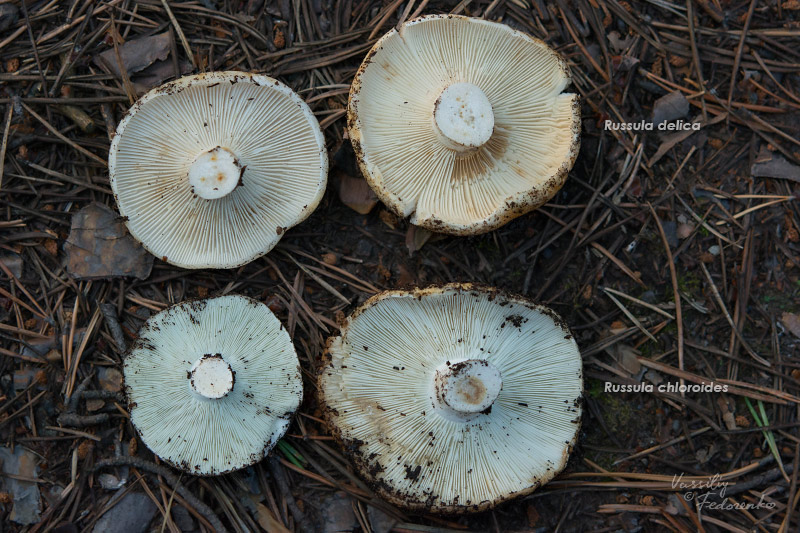 russula_delica_04.jpg