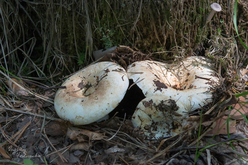 russula_delica_04_1.jpg