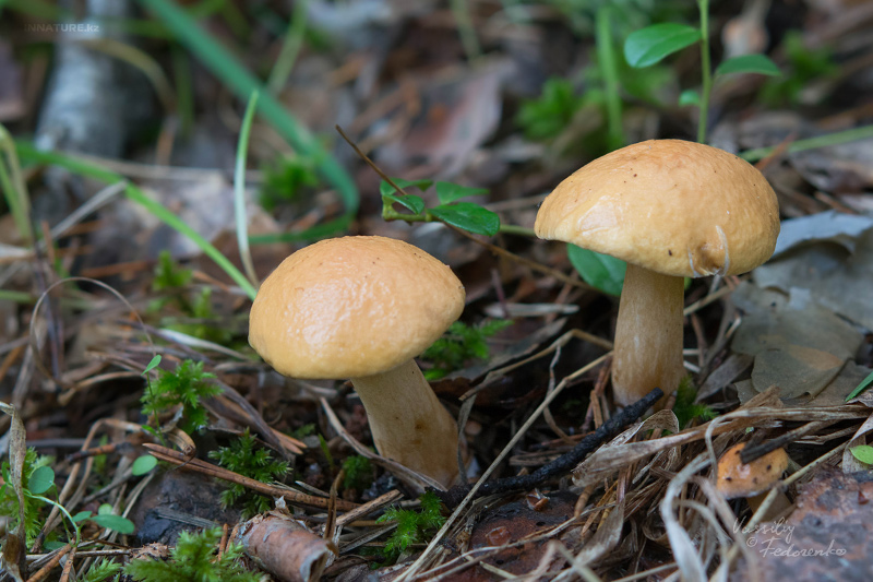 suillus-bovinus_01.jpg