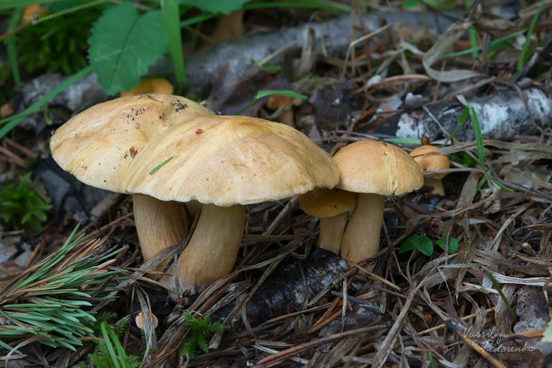 suillus-bovinus_02.jpg