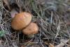 suillus-granulatus_01_t1.jpg