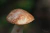 suillus-granulatus_03_t1.jpg