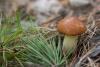 suillus-granulatus_06_t1.jpg