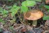 suillus-granulatus_08_t1.jpg