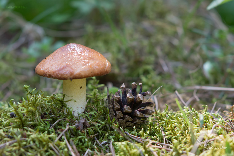 suillus-granulatus_09.jpg
