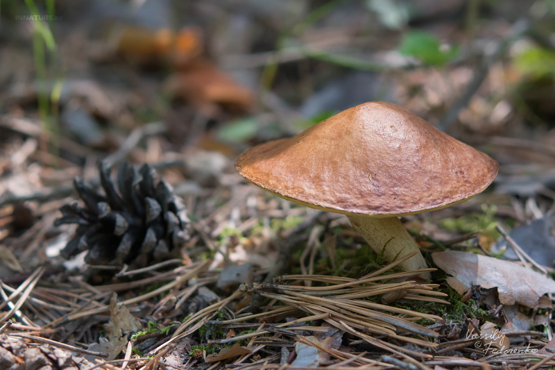 suillus-granulatus_10.jpg