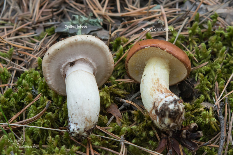 suillus-granulatus_11.jpg