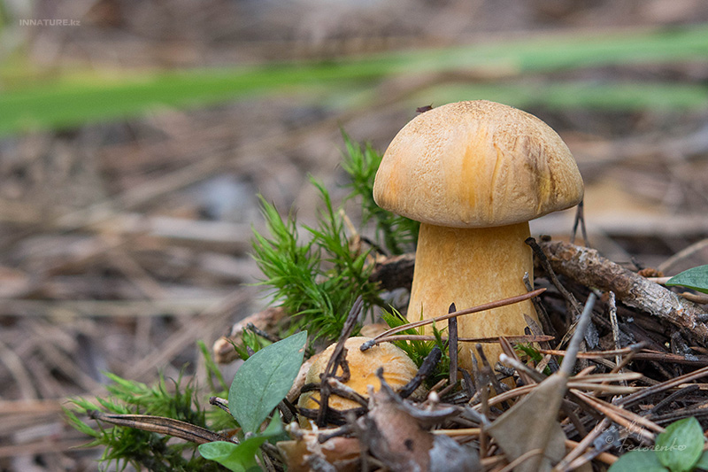 suillus-variegatus_01.jpg