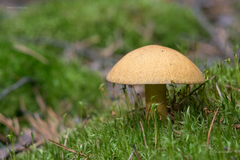 suillus-variegatus_01_1.jpg