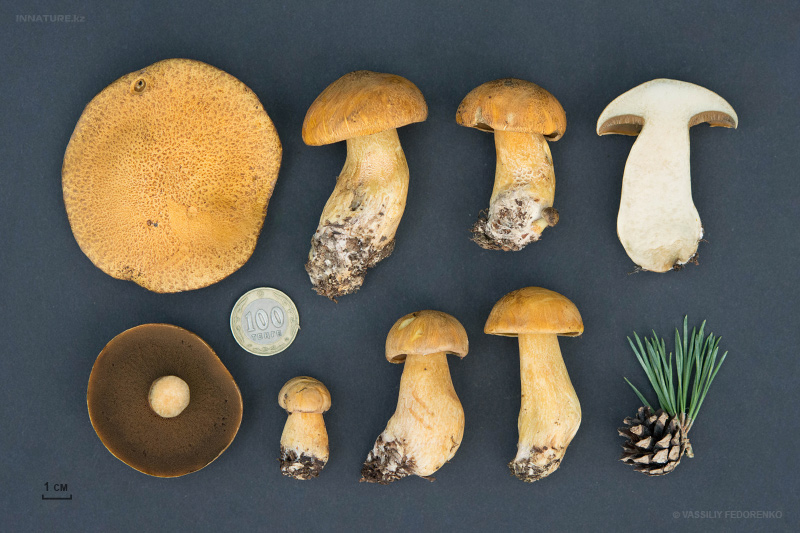 suillus-variegatus_02.jpg