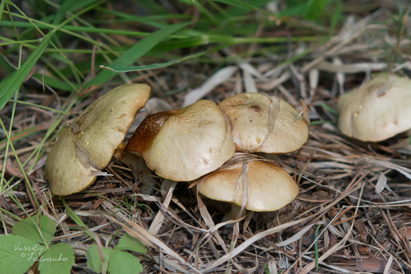 suillus_01_1.jpg