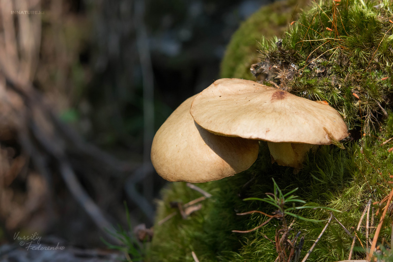 suillus_02.jpg