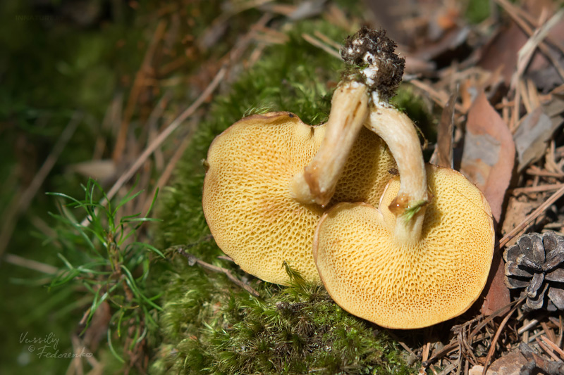 suillus_03.jpg