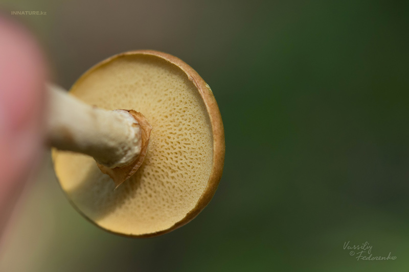 suillus_05.jpg