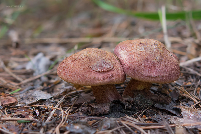 tricholomopsis_01.jpg