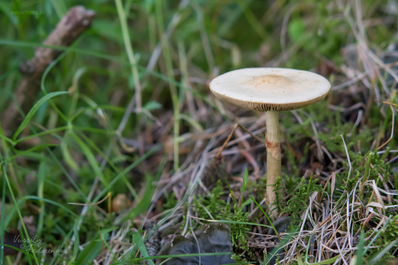 agrocybe_01.jpg